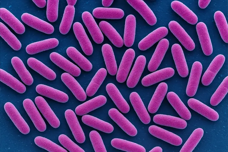 L. reuteri: de microbe die alles verandert (ten gunste van jouw gezondheid)