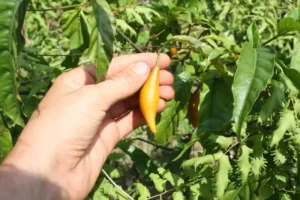 Ibogaïne – een revolutionaire methode tegen heroïneverslaving