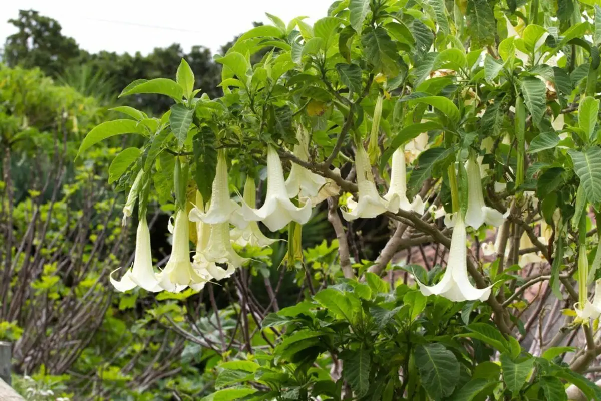 De trompetplant en scopolamine