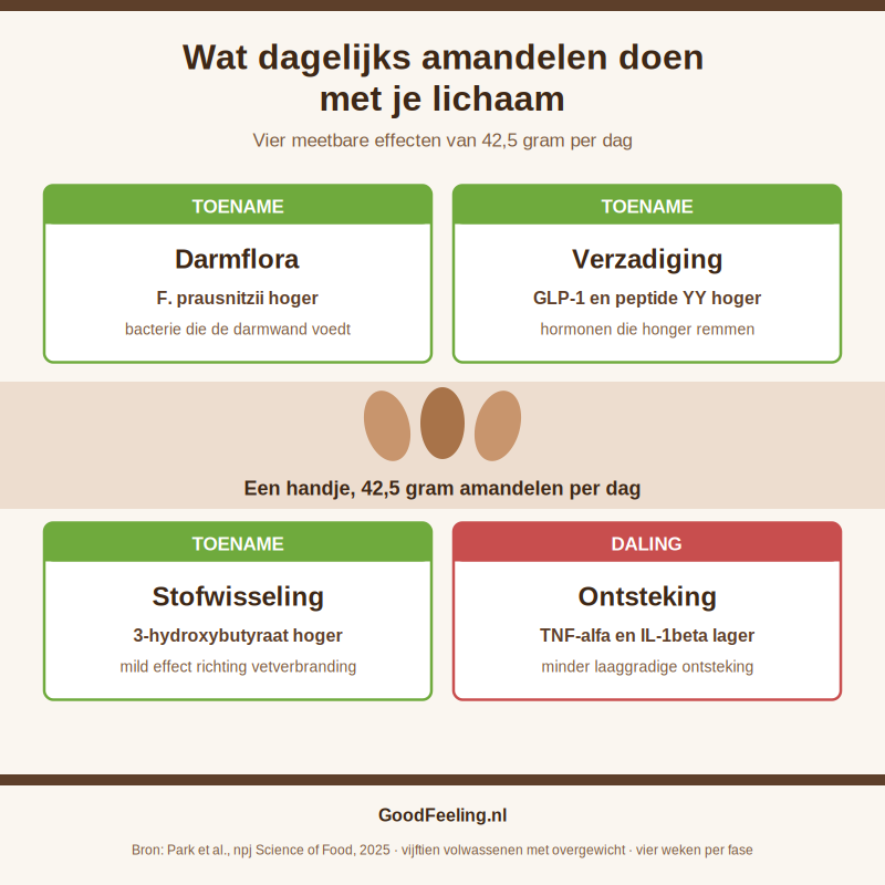 Infographic met vier meetbare effecten van dagelijks 42,5 gram amandelen op darmflora, verzadiging, stofwisseling en ontsteking