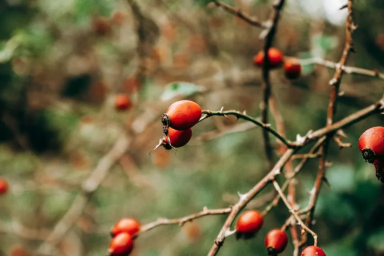 Close-up van rijpe rode berberis-bessen aan de struik, dé botanische bron van berberine