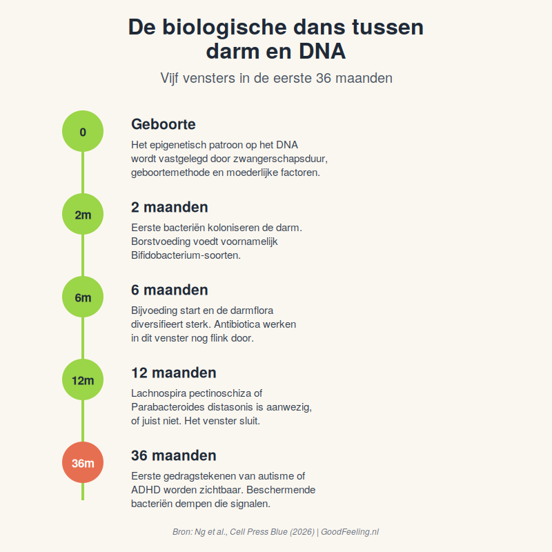 Tijdlijn van darmflora-ontwikkeling tussen 0 en 36 maanden bij baby's