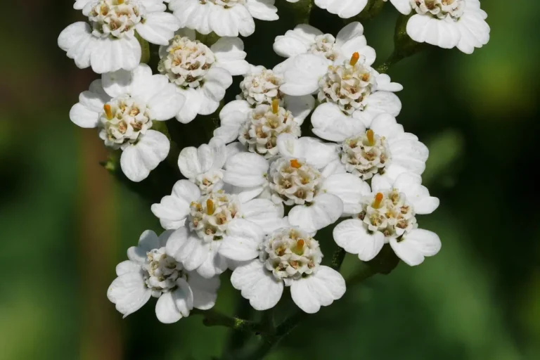 Bloeiend duizendblad (Achillea millefolium) met witte schermpjes
