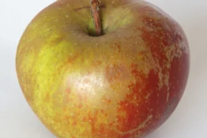 Een Goudreinette appel, ook bekend als de Schone van Boskoop