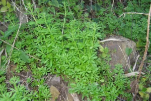 Jonge kleefkruidplantjes (Galium aparine) in het voorjaar