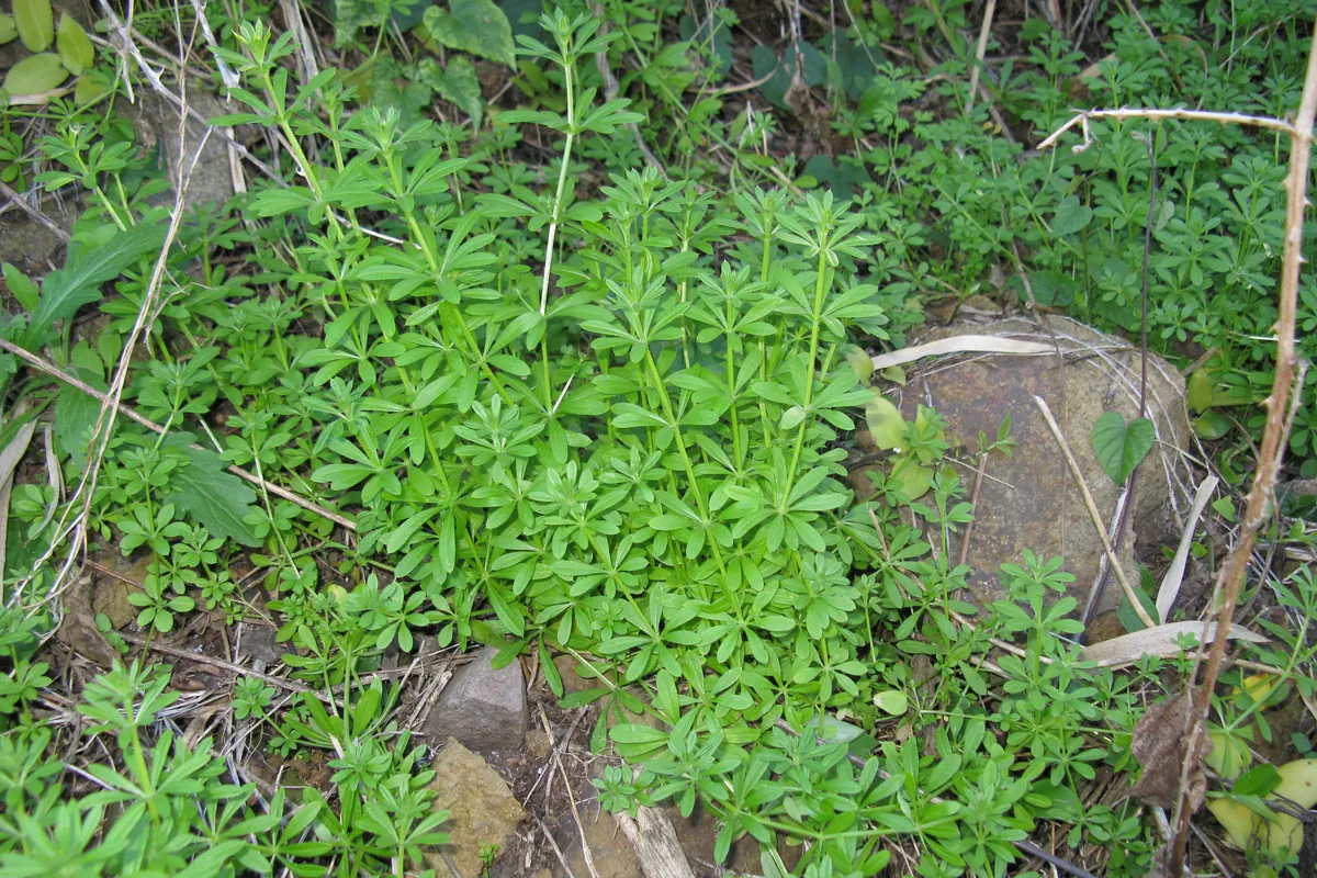 Jonge kleefkruidplantjes (Galium aparine) in het voorjaar