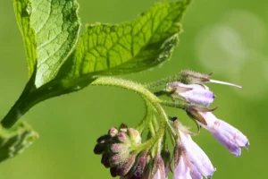 Bloeiende smeerwortel (Symphytum officinale) met klokvormige bloemen