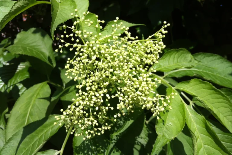 Bloeischermen van de gewone vlier (Sambucus nigra) in de vroege zomer